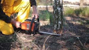 Best Storm Damage Tree Cleanup  in Pelican Rapids, MN