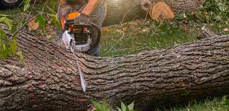 Pelican Rapids, MN Tree Care Company